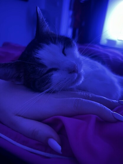 Die Katze nutzt meine Hand als Kopfkissen Die Katze nutzt meine Hand als Kopfkissen